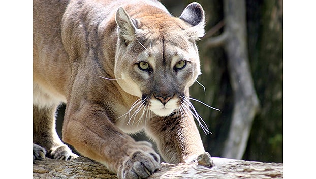 cougars with tan lines