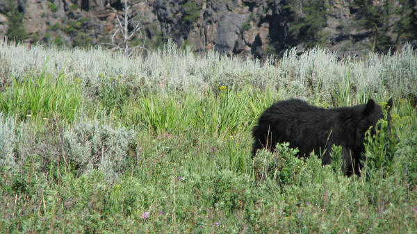 dani pederson add black bear porn photo