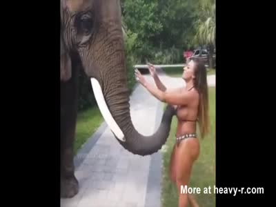 dagmar black like free porn elephant photo doris napper recommends thai shemale sex pic