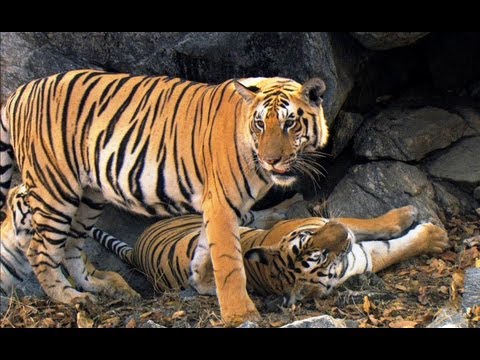 safari tiger bbc - team skeet riley reid an2u chan