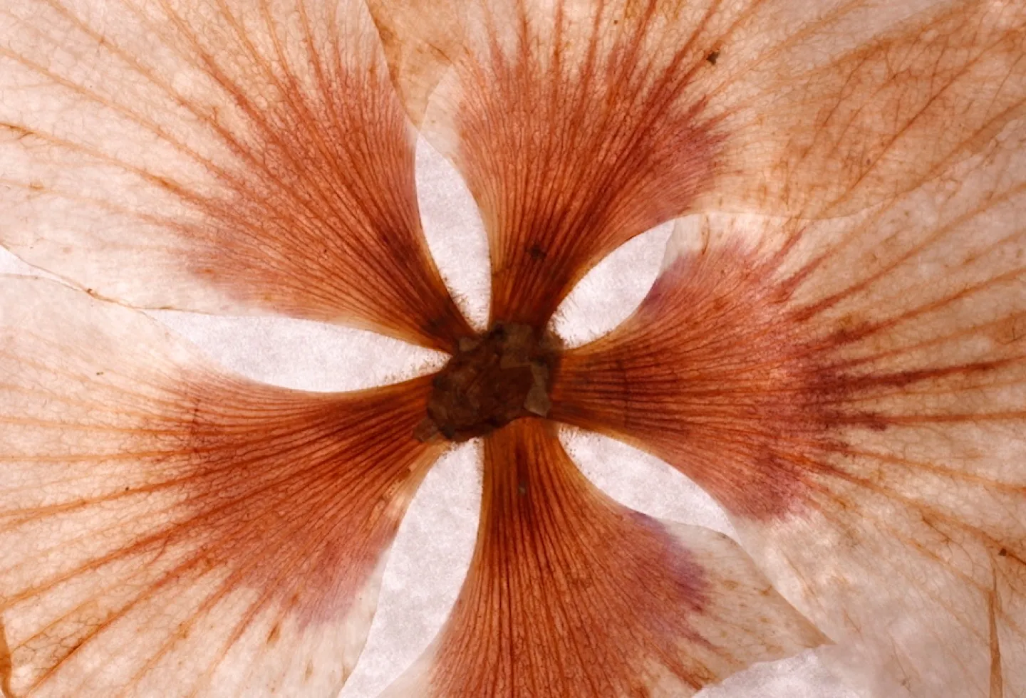 adrienne jacoby recommends vaginal close ups pic