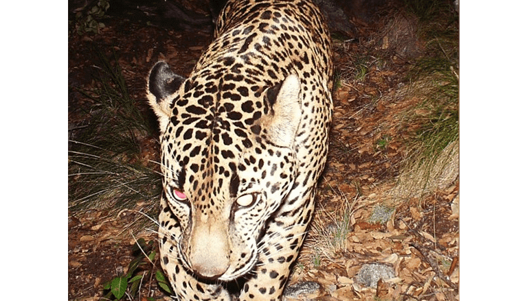 david kipiani recommends Wild On Cam