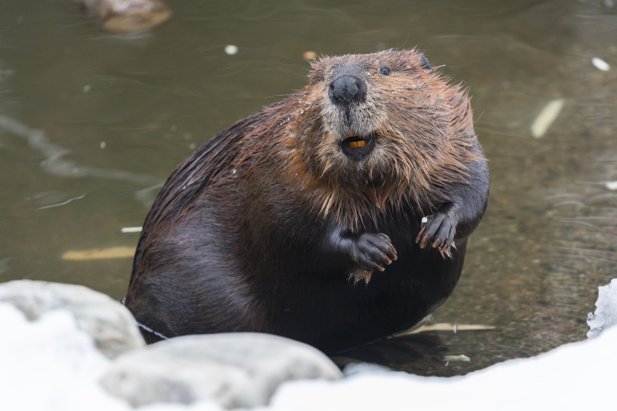 trimmed beaver - mercury orbitz porn ari alectra onlyfans