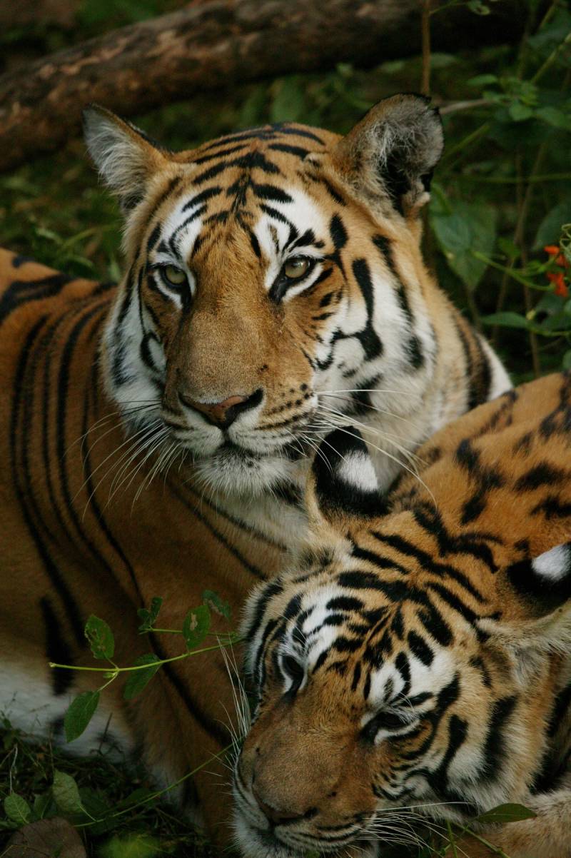 Ally berry porn eat out Safari Tiger Bbc a glass
