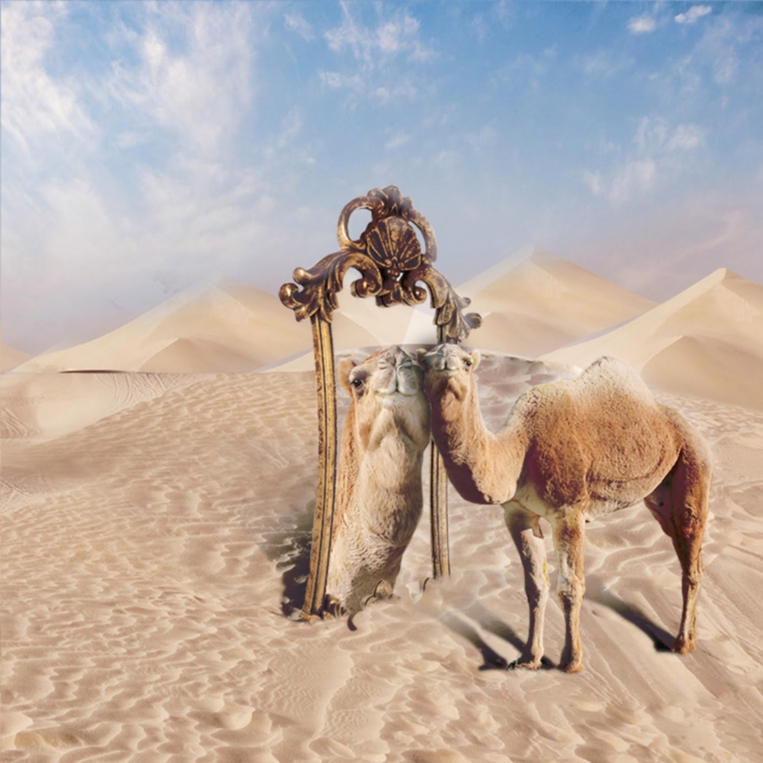 david halbrook recommends Brazilian Camel Toes