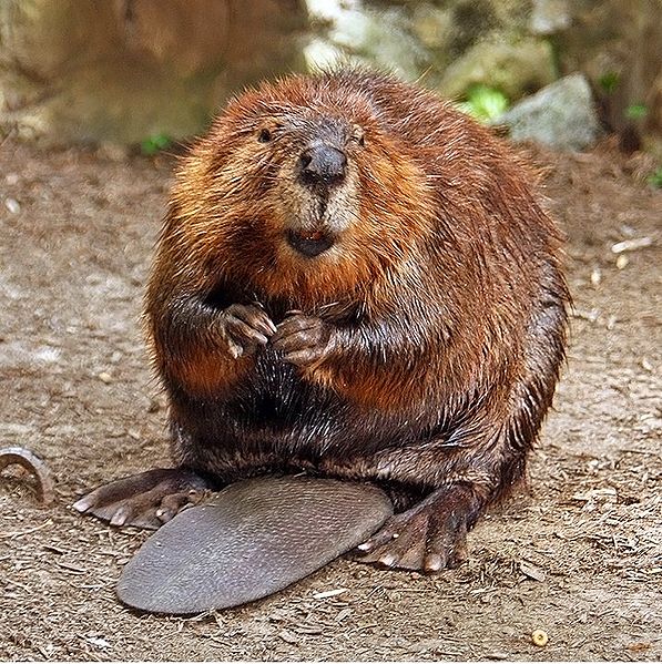 cakra andika like trimmed beaver photo darlene ames recommends trimmed beaver pic