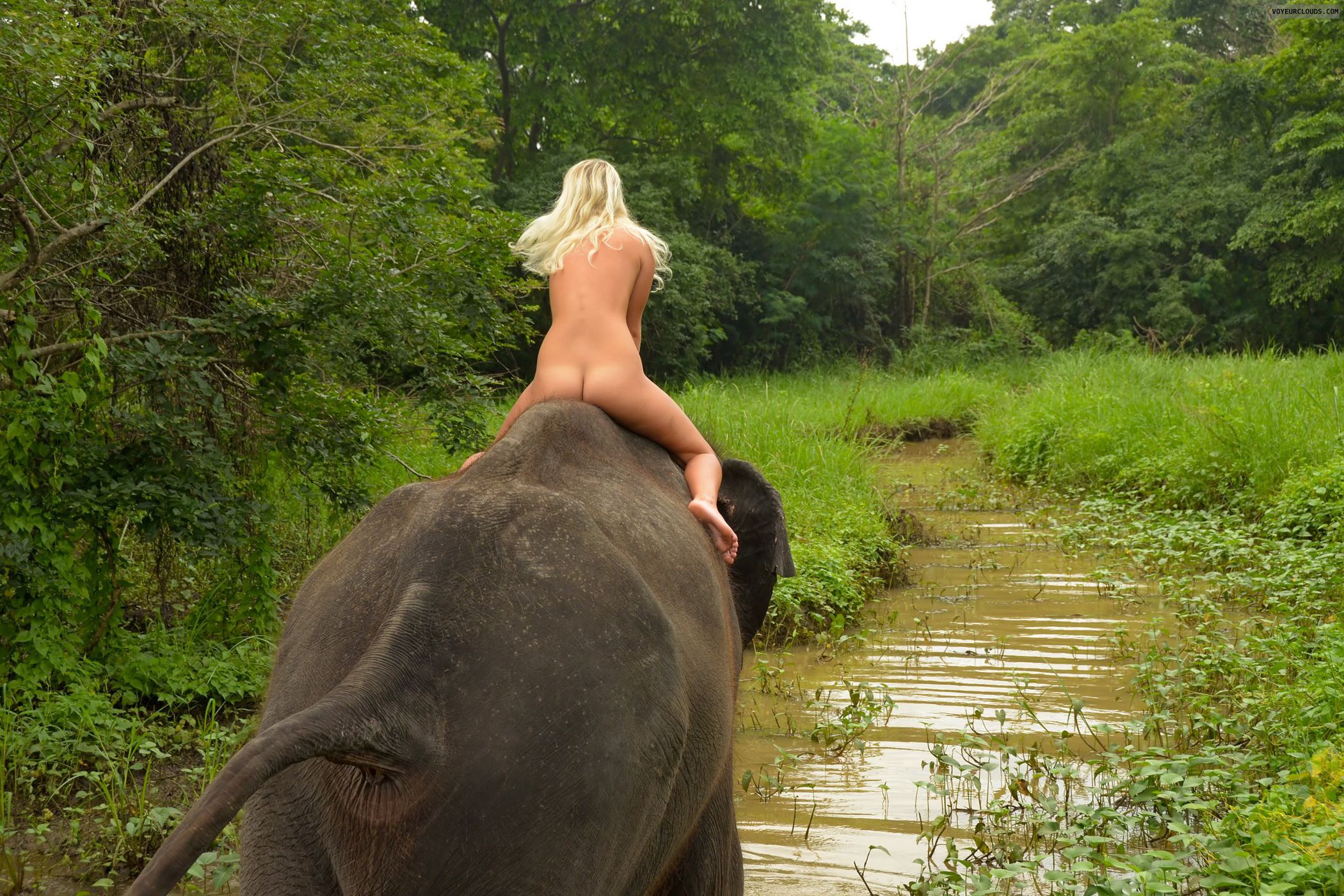 elephant free porn - camsoda dom milf feet