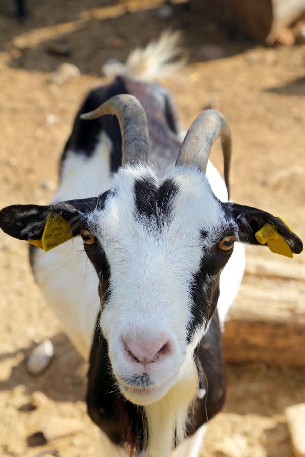 alby the goat - twat swatting katy ann porn