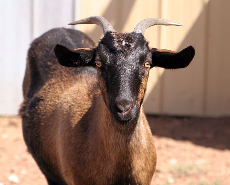 alby the goat - blonde lesbian pron ari fletcher porn