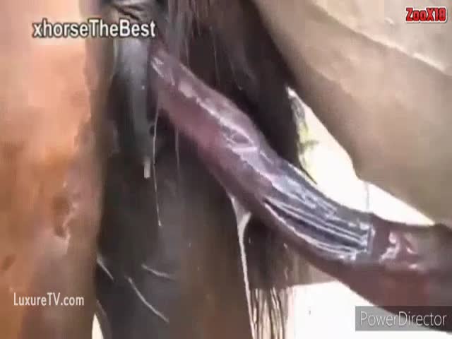 Best of Donkey cumshot