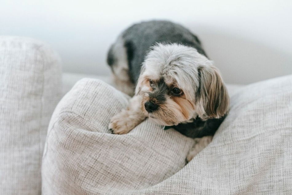 cora jennings share dry humping pillow photos