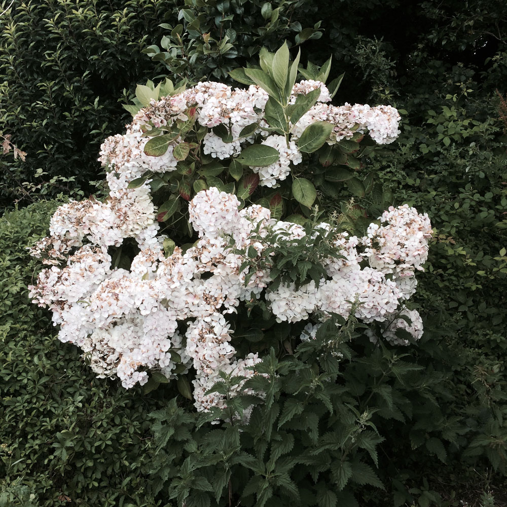 cherrie rose