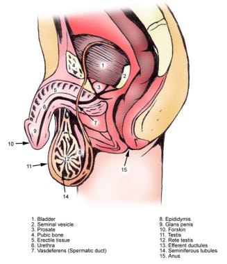 cindy bothwell add finger in urethra photo