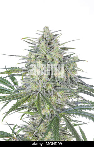 diane dancer add indica flower full photo