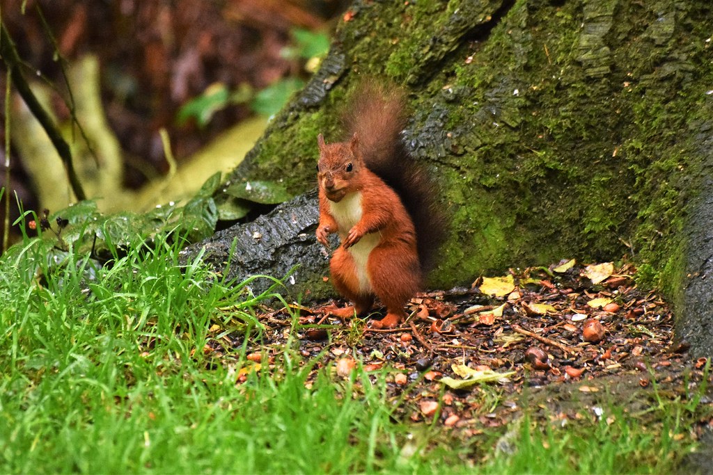 mouthful of nut