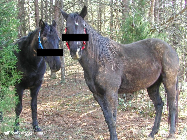 bob mcclean add photo naked with horses