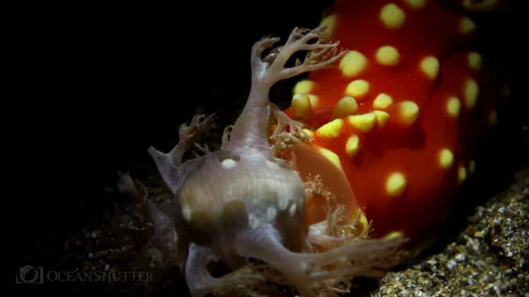 ahmed akawy recommends vimeo nudi pic